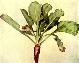 Sugar Beet Plant - Phosphorus deficiency 