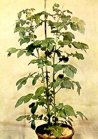 Potato Plant in Sand Culture - Complete mineral nutrient 