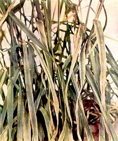 Barley Plants (Basal Section of Stems) - Magnesium deficiency 