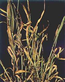 Barley Plants - Potassium deficiency  