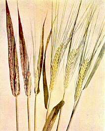 Barley Heads - Boron deficiency 