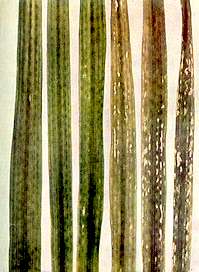 Oat Leaves - Magnesium deficiency 