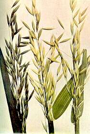 Oat Heads - Iron deficiency 