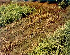 Wheat, Oats, Barley - Manganese deficiency 