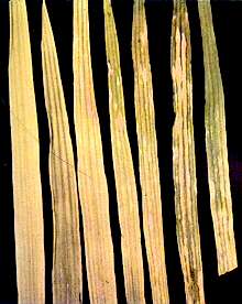 Oat Leaves - Iron and Manganese deficiency 