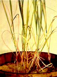 Wheat Plants, Basal Stem Portions - Nitrogen deficiency 