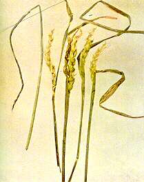 Wheat Heads - Copper deficiency 