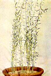 Flax Plants - Phosphorus deficiency 