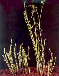 Flax Plants - Calcium deficiency (soil acidity complex) 