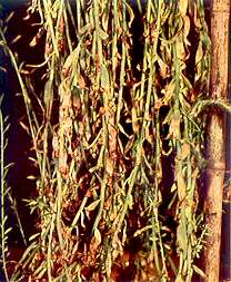 Flax Plants (Lower Stem Portions) - Magnesium deficiency 