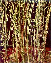 Flax Plants (Lower Stem Portions) - Potassium deficiency 