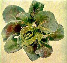 Brussels Sprout Plant - Phosphorus deficiency 