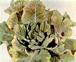 Cabbage Plant - Calcium deficiency 