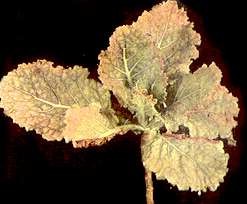 Cabage Plant (Savoy) - Iron deficiency 