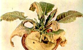 Cauliflower Plant - Calcium deficiency 