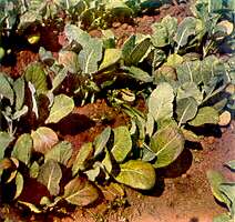 Young Cauliflower Plants - Magnesium deficiency 