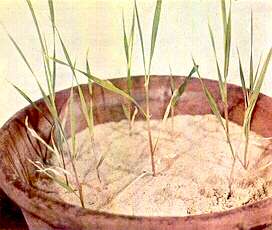 Barley Plants - Nitrogen deficiency 