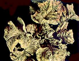 Cauliflower Plant - Potassium deficiency 