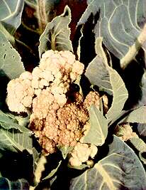 Cauliflower Head - Boron deficiency 
