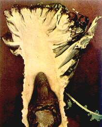 Cauliflower Head and Stem - Boron deficiency 