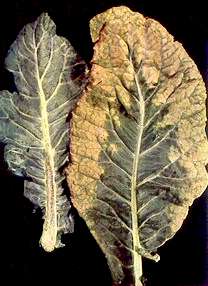 Cauliflower Leaves - Boron deficiency 