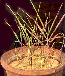 Barley Plants - Phosphorus deficiency 