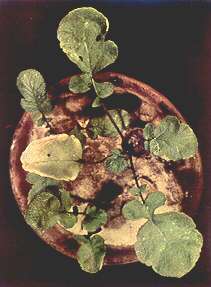 Radish Plants - Phosphorus deficiency 