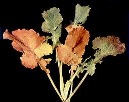 Rape Plant - Phosphorus deficiency 