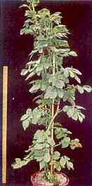 Potato Plant in Sand Culture 