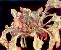 Old Sugar Beet Plant 