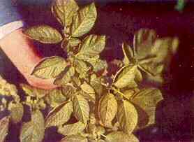 Plate 108 -  Potato Foliage � Boron toxicity effects, marginal browning. 
Boron Toxicity 
Toxic effects show as narrow brown, marginal rims on leaflets. 