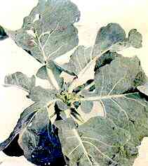 Cabbage Plant 