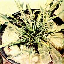 Sugar Beet Plant - Calcium deficiency 