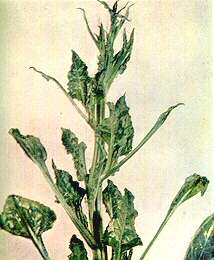 Sugar Beet Seed Stem - Calcium deficiency 