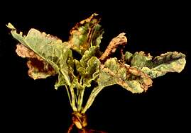 Sugar Beet Plant - Calcium deficiency (soil acidity complex) 