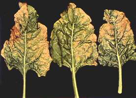 Sugar Beet Leaves - Virus Yellows 