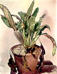 Sugar Beet Plant - Potassium deficiency 