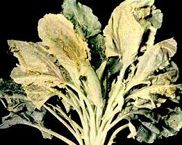 Sugar Beet Plant - Iron deficiency 
