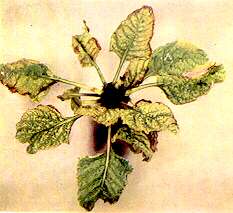 Sugar Beet Plant - Manganese and boron deficiency 