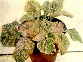 Sugar Beet Plant - Manganese toxcity (Soil acidity complex) 