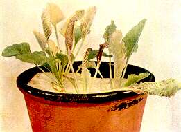 Sugar Beet Plants - Chromium (as chromate) toxixity 