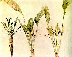 Sugar Beet Plants - Cobalt toxicity 