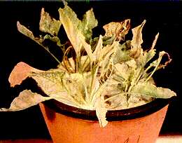 Sugar Beet Plants - Zinc toxicity 