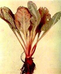 Mangold Plant - Phosphorus deficiency 