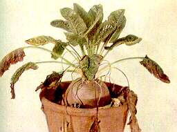 Mangold Plant - Potassium deficiency 