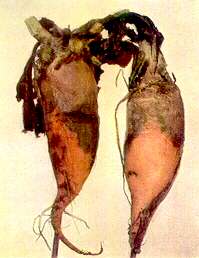 Mangold Plants - Boron deficiency 