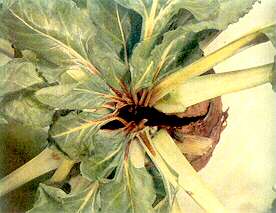 Mangold Plants - Boron deficiency