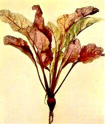 Table Beet Plant - Iron deficiency 