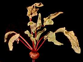 Table Beet Plant - Manganese deficiency 
