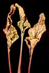Table Beet Leaves - Manganese deficiency 